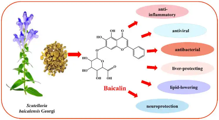 Why Baicalin Extract Is a Premium Functional Ingredient?